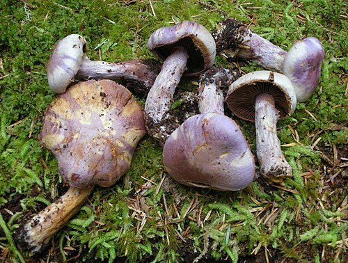 Lila Dickfuß (Cortinarius traganus)