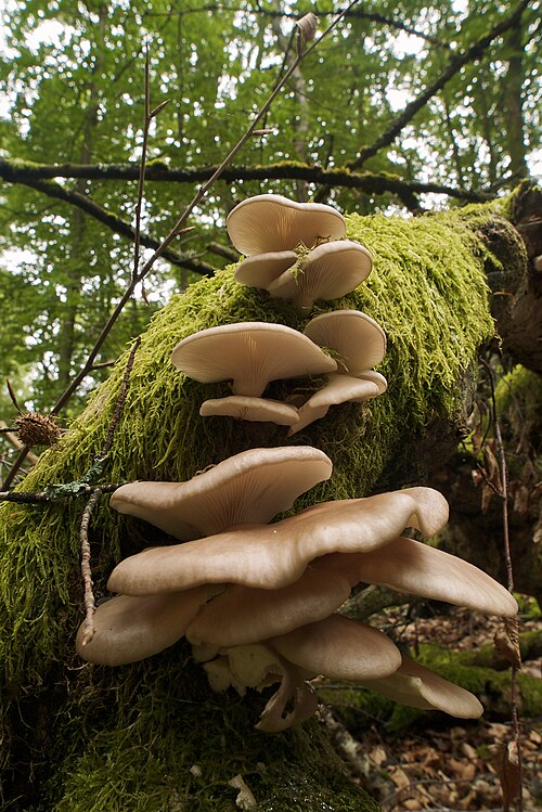 Lungenseitling (Pleurotus pulmonarius)