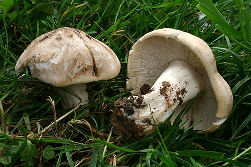 Maipilz (Calocybe gambosa)