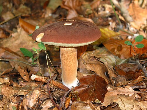 Maronenröhrling (Imleria badia)