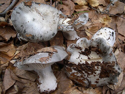 März-Schneckling (Hygrophorus marzuolus)