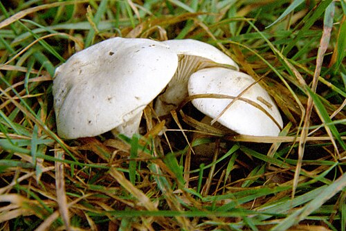 Mehlräsling (Clitopilus prunulus)