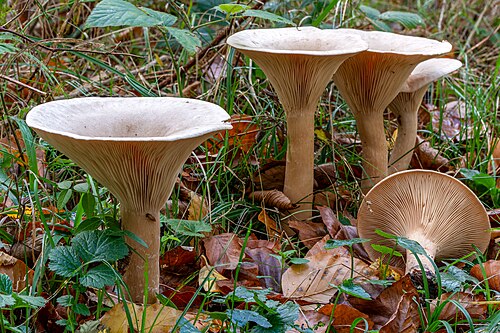 Mönchskopf (Infundibulicybe geotropa)