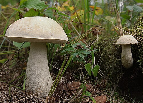 Moor-Birkenpilz (Leccinum holopus)