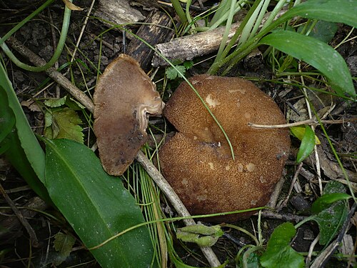 Morchelbecherling (Disciotis venosa)