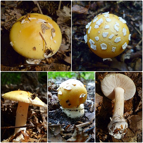 Narzissengelber Wulstling (Amanita gemmata)