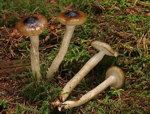 Natternstieliger Schneckling (Hygrophorus olivaceoalbus)