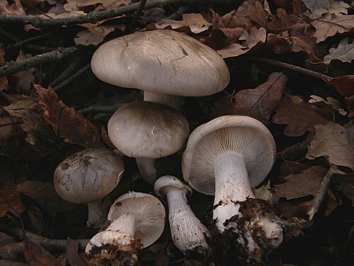 Nebelkappe (Clitocybe nebularis)