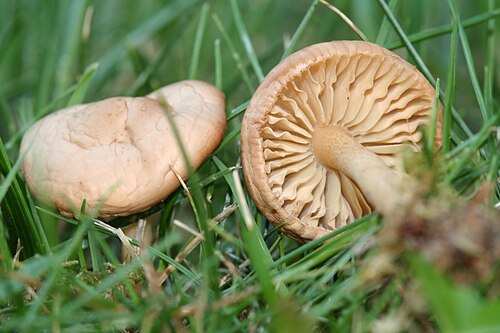 Nelkenschwindling (Marasmius oreades)