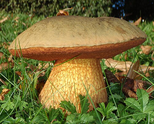 Netzstieliger Hexenröhrling (Suillellus luridus)