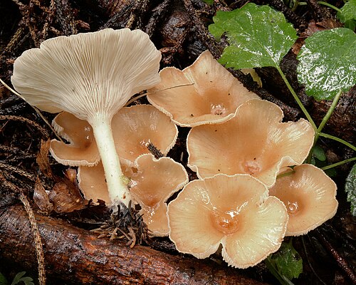 Ockerbrauner Trichterling (Infundibulicybe gibba)