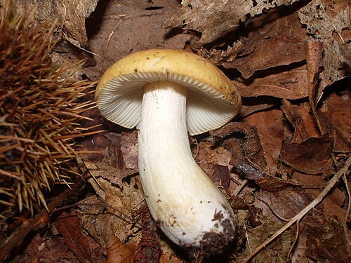 Ockertäubling (Russula ochroleuca)