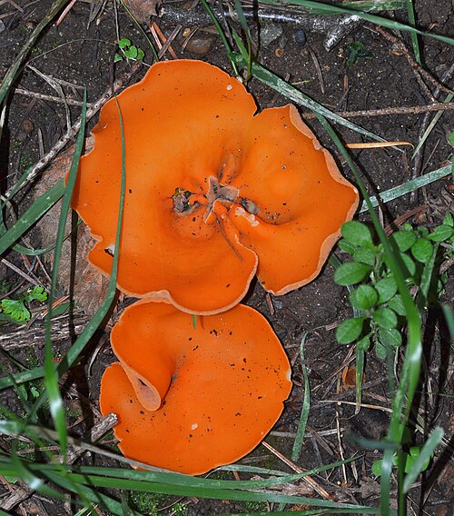 Orangebecherling (Aleuria aurantia)