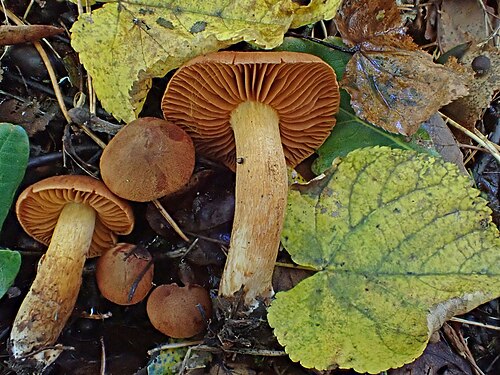 Orangefuchsiger Raukopf (Cortinarius orellanus)