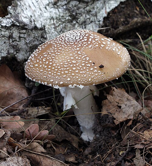 Pantherpilz (Amanita pantherina)