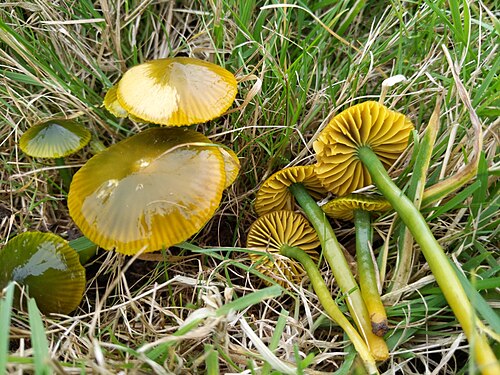 Papageien-Saftling (Gliophorus psittacinus)