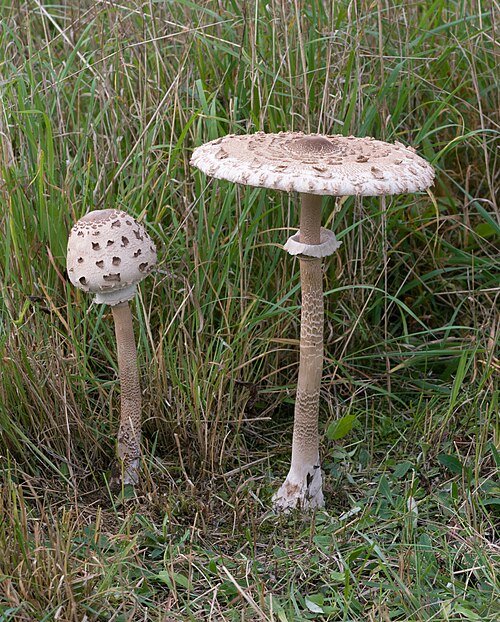 Parasol (Macrolepiota procera)