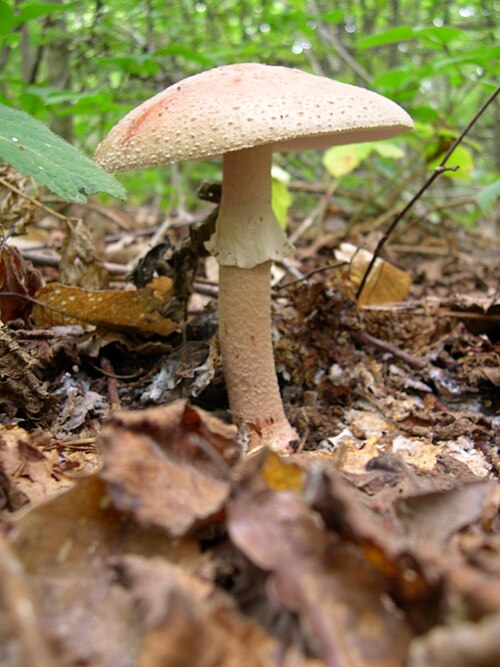 Perlpilz (Amanita rubescens)