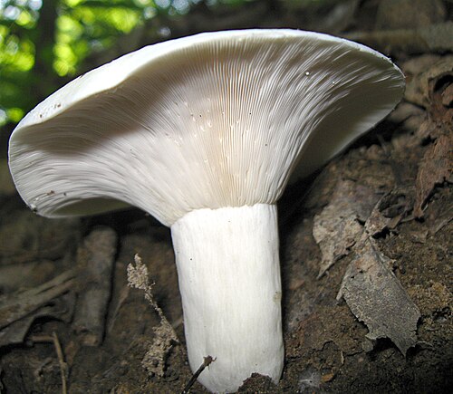 Pfeffermilchling (Lactifluus piperatus)
