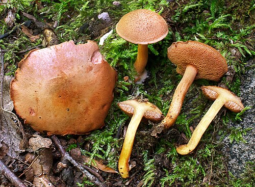 Pfefferröhrling (Chalciporus piperatus)