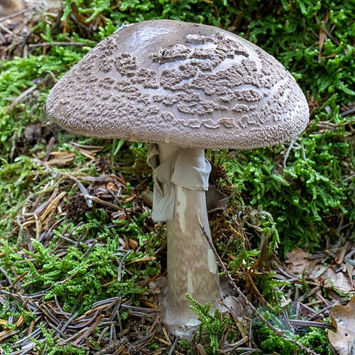 Porphyrbrauner Wulstling (Amanita porphyria)