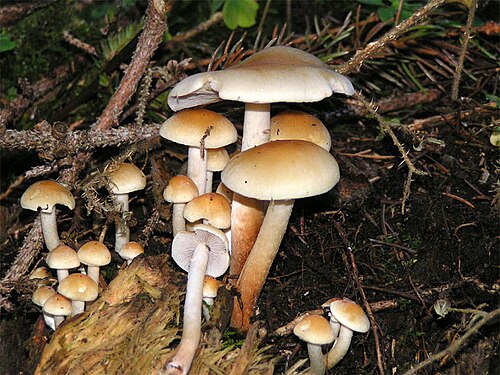 Rauchblättriger Schwefelkopf (Hypholoma capnoides)
