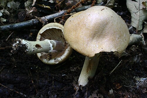 Reifpilz (Cortinarius caperatus)