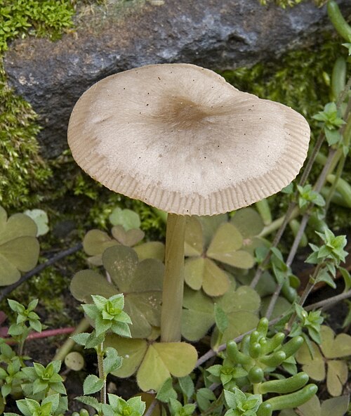 Rettich-Helmling (Mycena pura)