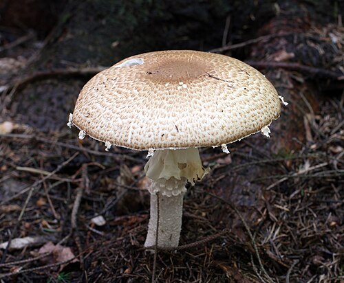 Riesen-Champignon (Agaricus augustus)