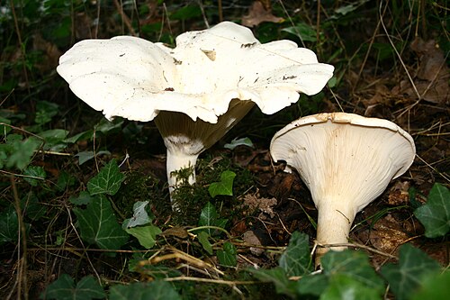 Riesen-Krempentrichterling (Leucopaxillus giganteus)