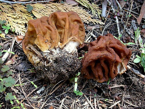 Riesen-Lorchel (Gyromitra gigas)