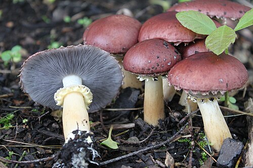 Riesen-Träuschling (Stropharia rugosoannulata)