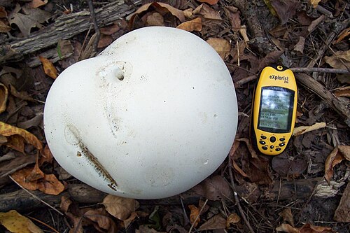 Riesenbovist (Calvatia gigantea)