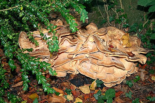 Riesenporling (Meripilus giganteus)