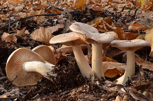 Riesenrötling (Entoloma sinuatum)