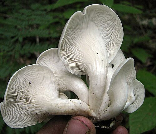 Rillstieliger Seitling (Pleurotus cornucopiae)