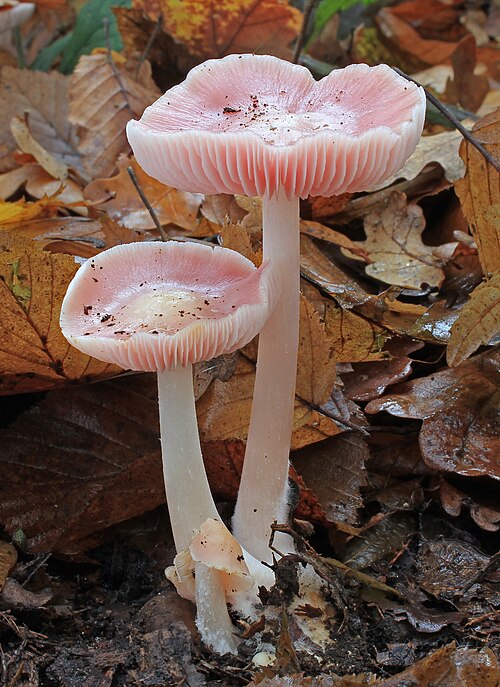 Rosa Rettichhelmling (Mycena rosea)