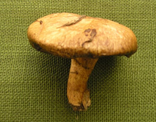 Rostroter Lärchenröhrling (Suillus tridentinus)