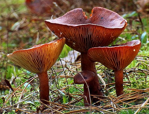 Rotbrauner Milchling (Lactarius rufus)