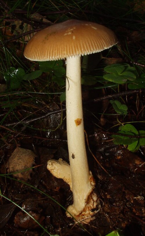 Rotbrauner Scheidenstreifling (Amanita fulva)