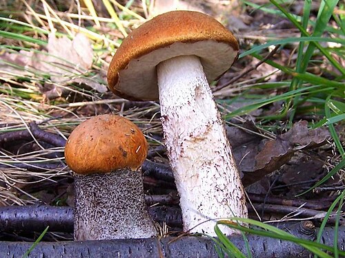 Rotkappe (Leccinum aurantiacum)