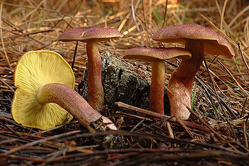 Rötlicher Holzritterling (Tricholomopsis rutilans)