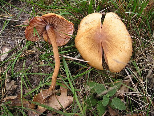 Rötlicher Lacktrichterling (Laccaria laccata)