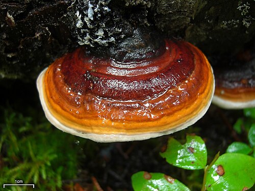 Rotrandiger Baumschwamm (Fomitopsis pinicola)