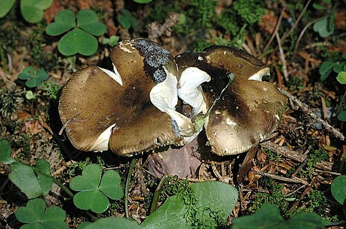 Rotstieliger Ledertäubling (Russula olivacea)