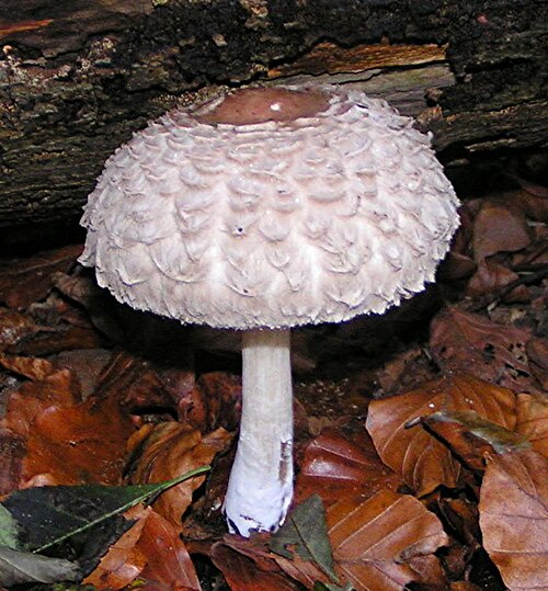 Safranschirmling (Chlorophyllum rhacodes)