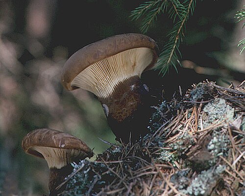 Samtfuß-Krempling (Tapinella atrotomentosa)
