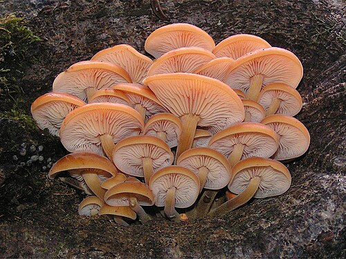 Samtfußrübling (Flammulina velutipes)