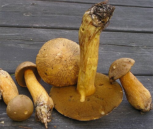 Sandröhrling (Suillus variegatus)