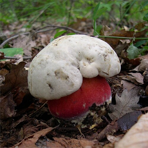 Satansröhrling (Rubroboletus satanas)